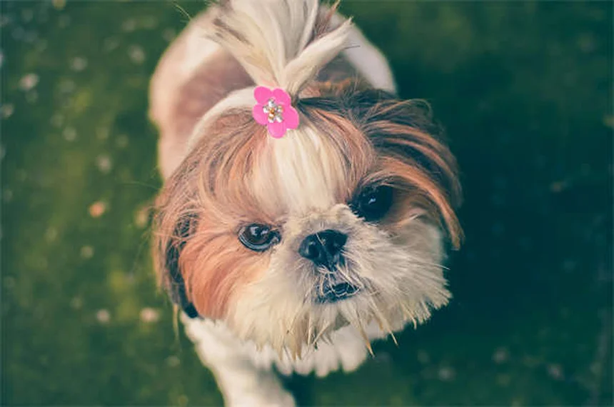 癌の犬の運動、知っておくべき3つのポイント