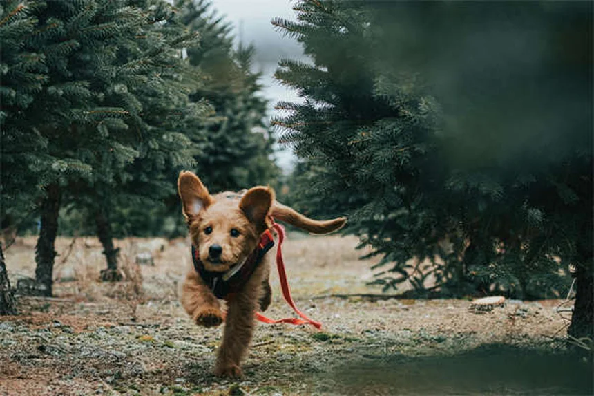 癌の犬の運動、知っておくべき3つのポイント