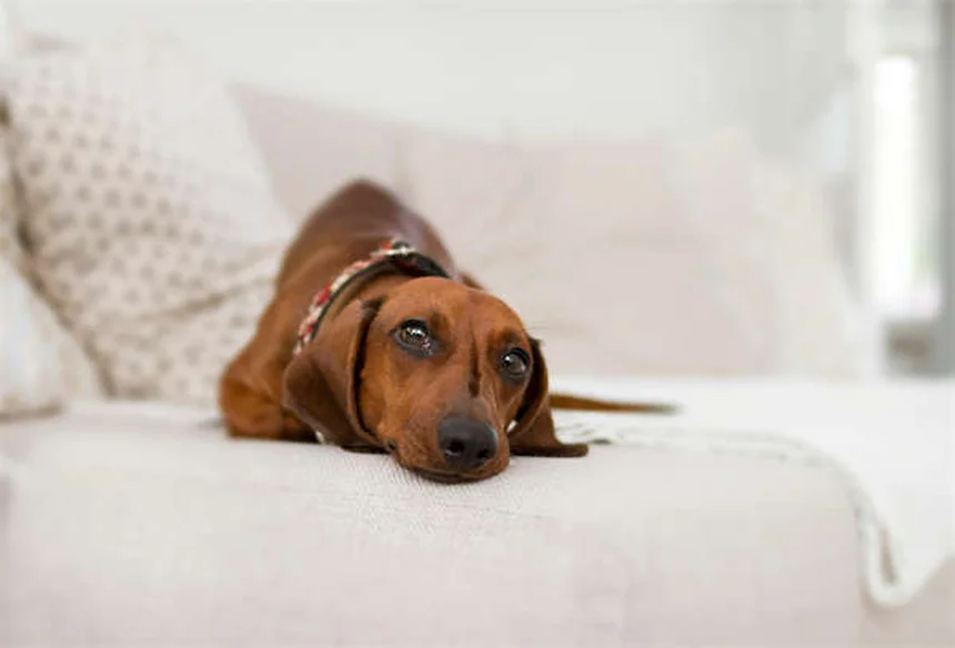 実は手間がかかるスフィンクスキャット。知らないと後悔する5つのポイント