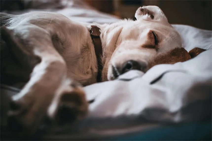 去勢すると犬の行動はどう変わる？実際のデータと変化を徹底解説
