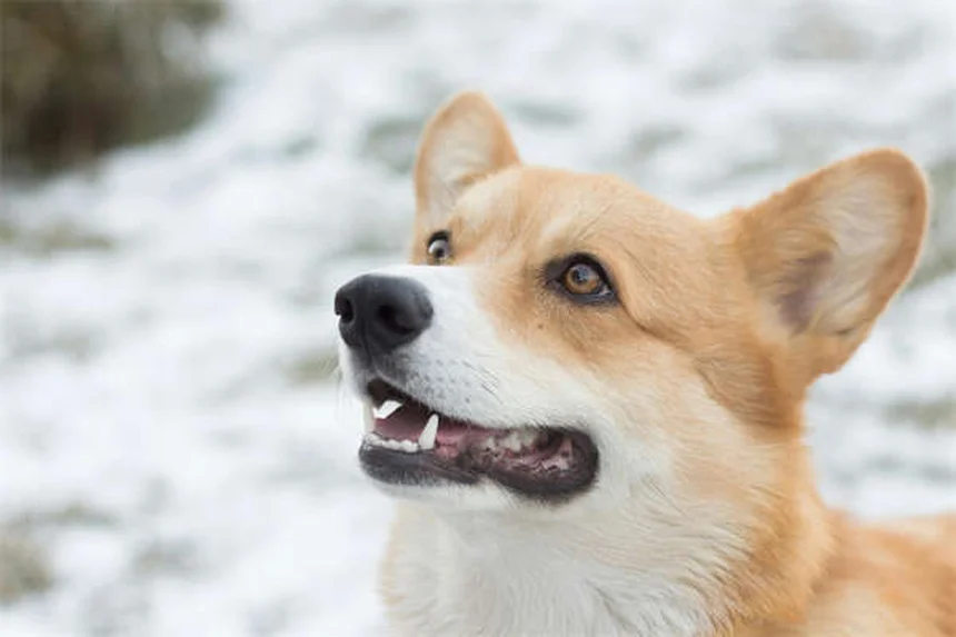 去勢すると犬の行動はどう変わる？実際のデータと変化を徹底解説