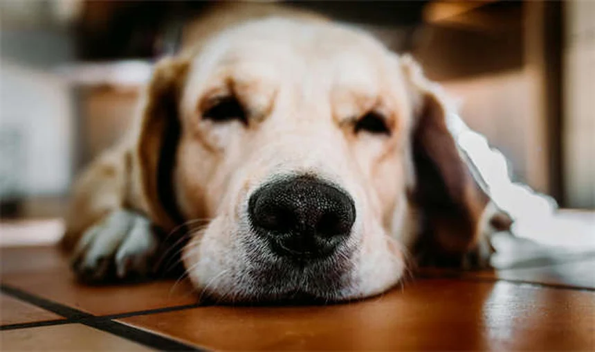 犬が顔を舐める7つの理由と安全な対処法｜愛情だけじゃない本音を解説