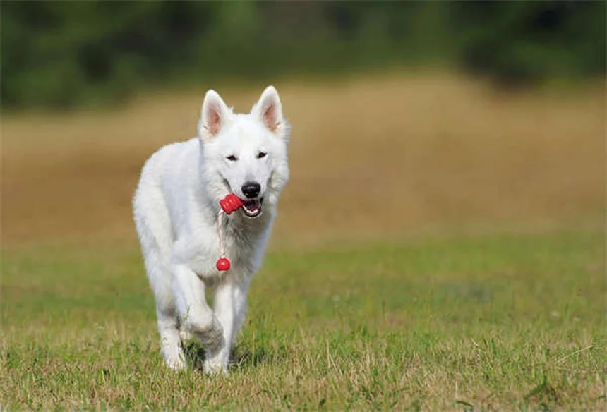 犬のボディコンディションスコア完全解説！1分で測れて肥満防止にも役立つチェック法
