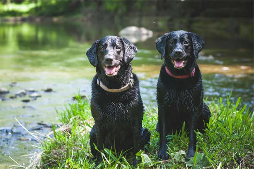 獣医師推奨！犬の食欲刺激剤5選と効果的な使い方