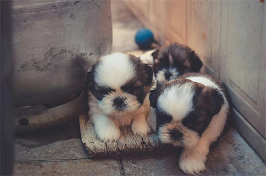 犬パルクールとは？初心者でもできる始め方とコツ