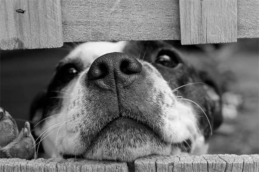 愛犬がベンゾジアゼピンを誤飲したら？すぐにできる緊急対処法