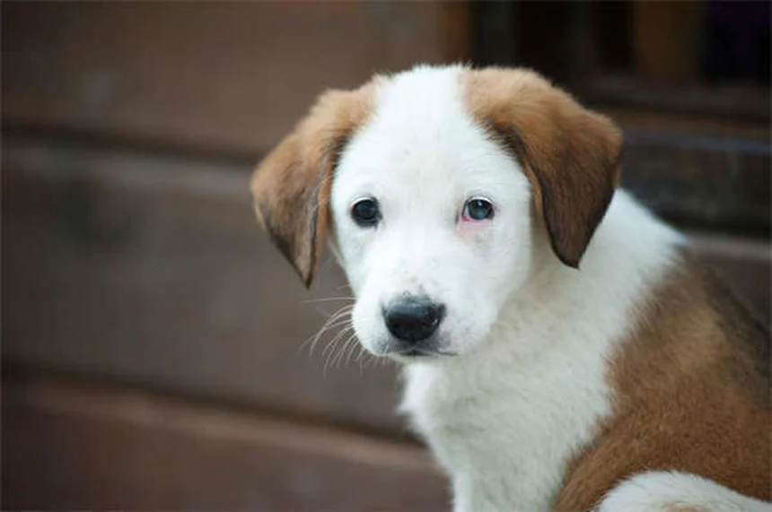 愛犬がベンゾジアゼピンを誤飲したら？すぐにできる緊急対処法
