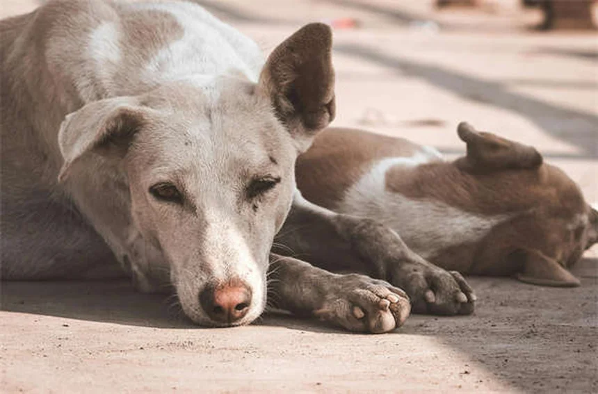 糖尿病の犬が死ぬ前に見せる7つのサインとQOLを守るケア方法