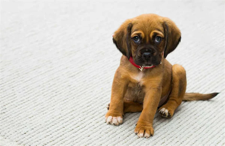 糖尿病の犬が死ぬ前に見せる7つのサインとQOLを守るケア方法