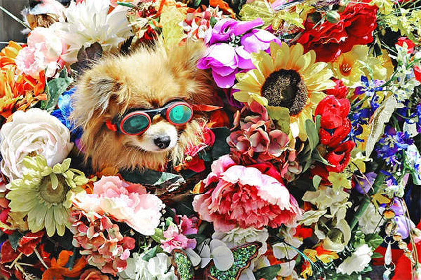 犬のノミ取りディップ剤：獣医師に聞く前に知るべき6つの注意点