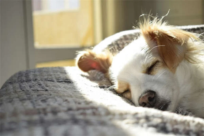 犬のノミ取りディップ剤：獣医師に聞く前に知るべき6つの注意点