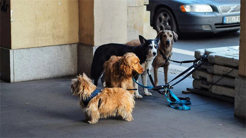 獣医師が教える！子犬のフード選びで失敗しない3つのポイント
