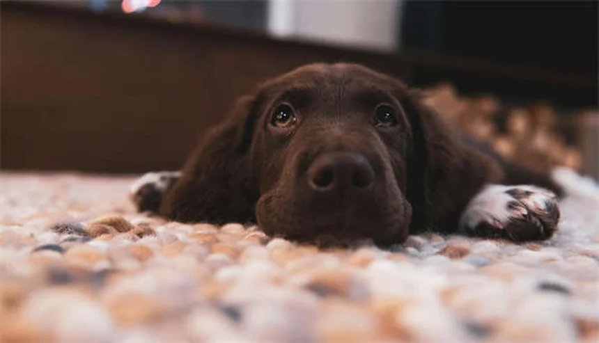 獣医師が教える！子犬のフード選びで失敗しない3つのポイント