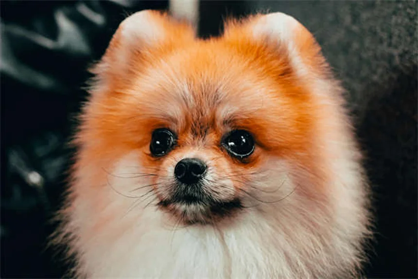 犬の医療用大麻は効くの？科学的根拠と現実、飼い主が知るべき真実