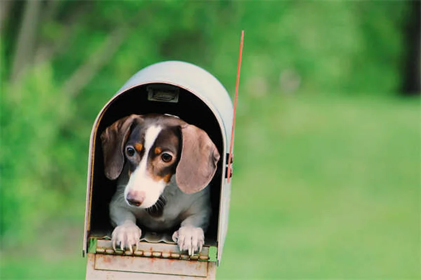 犬の医療用大麻は効くの？科学的根拠と現実、飼い主が知るべき真実