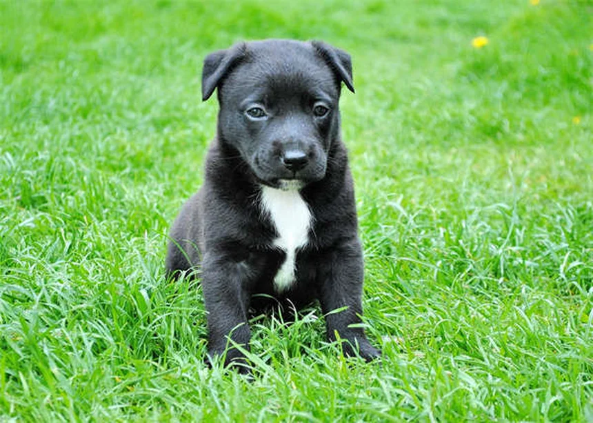 犬の攻撃性をタイプ別に解説！原因と正しい対処法・予防策まで完全ガイド