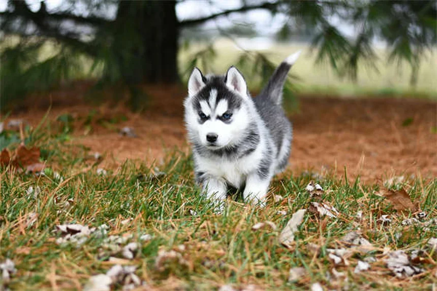 犬の攻撃性をタイプ別に解説！原因と正しい対処法・予防策まで完全ガイド