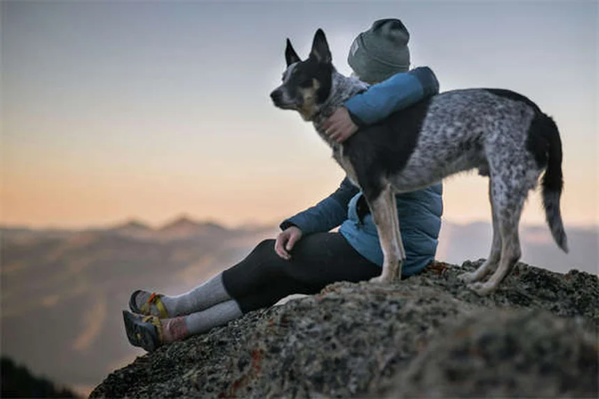 犬の下痢、ご飯はどうする？獣医師が教える正しい食事法