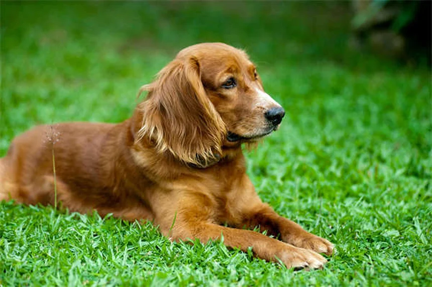 生後12週間で決まる？子犬の社会化で知っておくべき5つのポイント