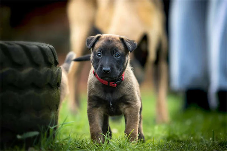 帰宅時に犬がおもちゃを持ってくる5つの理由｜愛情表現を解説