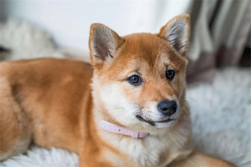 引退した貴賓犬リッキーが今明かす感動の理由
