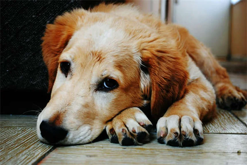 引退した貴賓犬リッキーが今明かす感動の理由
