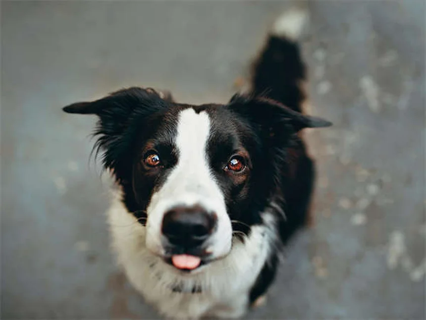 【専門家が教える】愛犬が迷子になったら最初にやるべき5つのこと