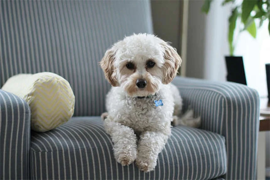 犬の美容の秘密！トリマーが教えたがっている6つの習慣