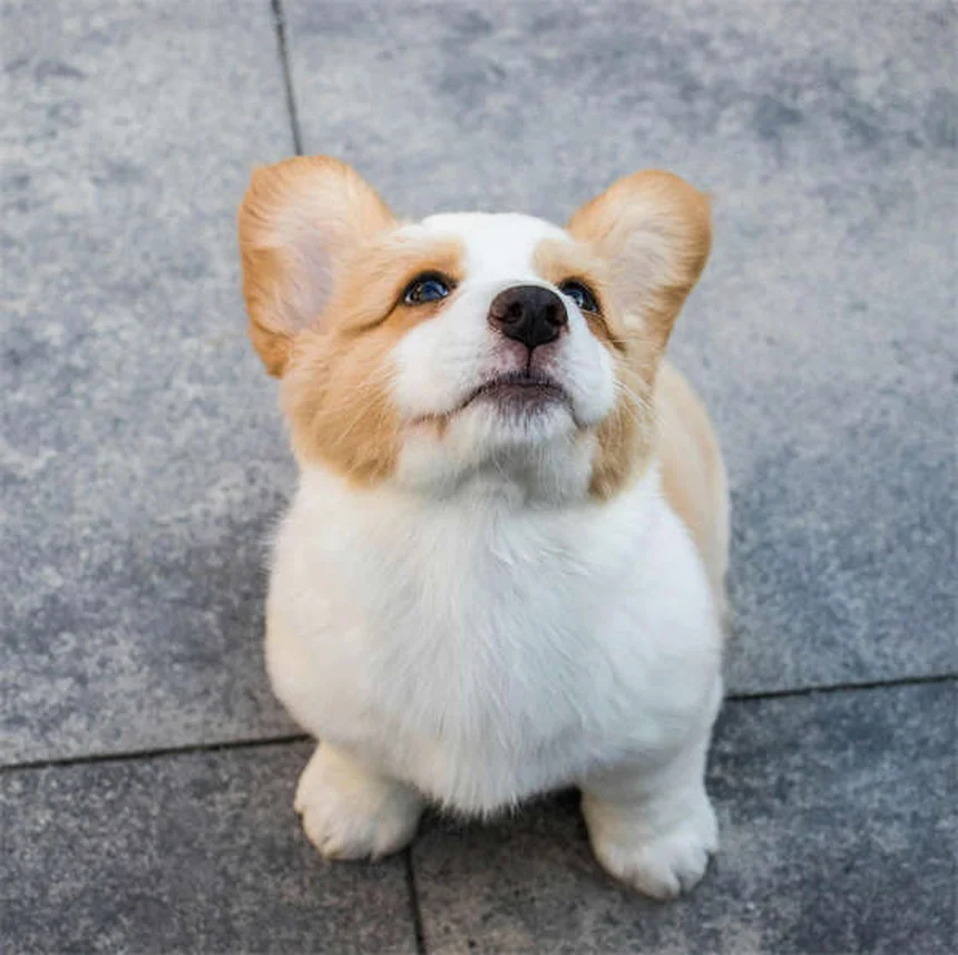 犬の美容の秘密！トリマーが教えたがっている6つの習慣