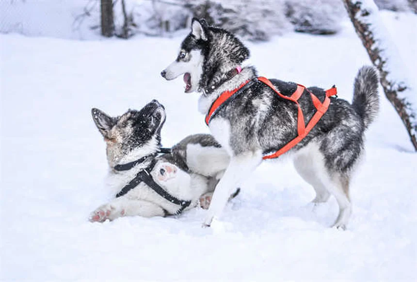 犬のヒゲの驚くべき重要性と機能