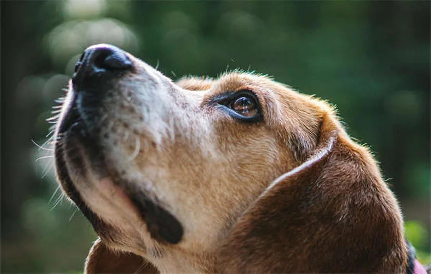 犬が目を開けて寝る3つの理由｜安心・危険のサイン