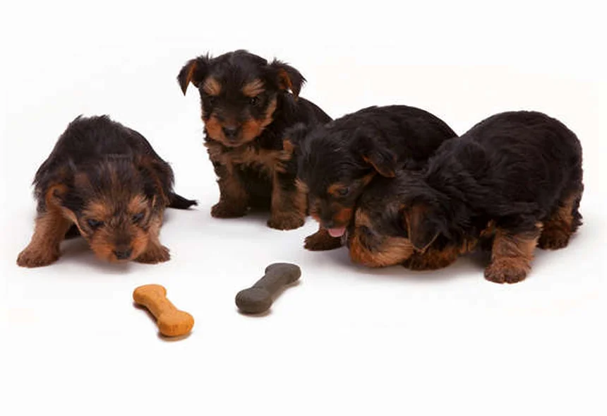 馬の貧血の原因と症状を解説｜早期発見のための飼い主ガイド