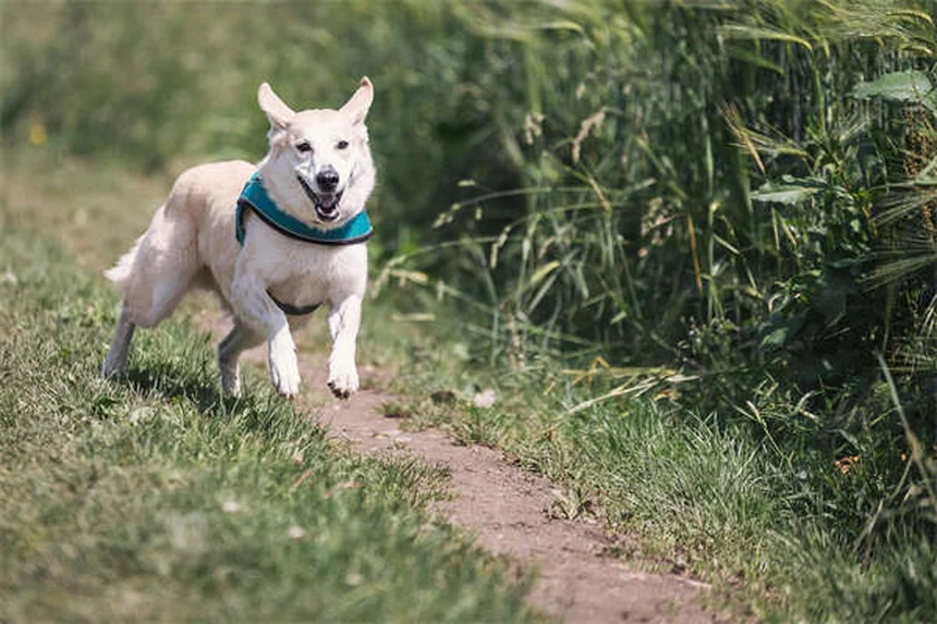 馬の貧血の原因と症状を解説｜早期発見のための飼い主ガイド