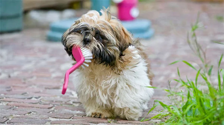子犬のお散歩デビューはいつ？ワクチン完了時期と安全な社会化のコツ