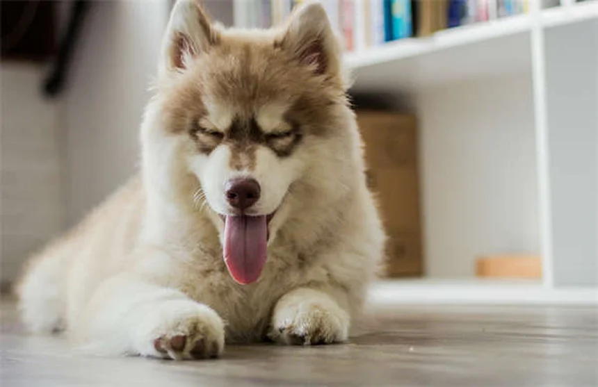 Toltrazurilで犬や猫のコクシジウム治療！効果と正しい使い方